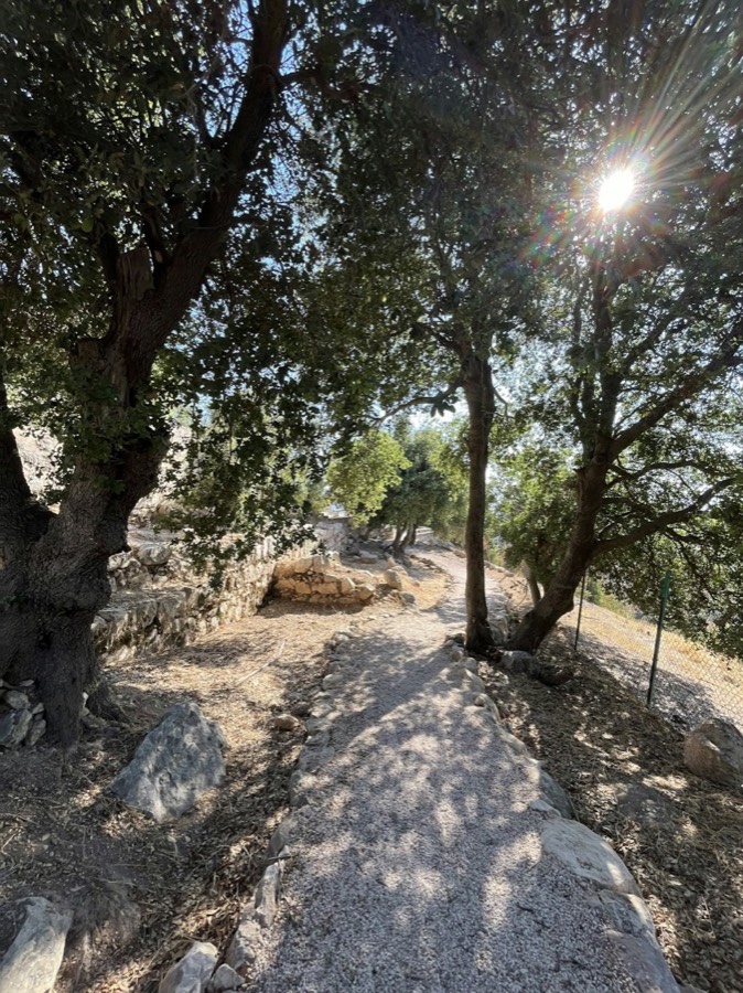 درب السنديان - Oak forest path, Ajloun