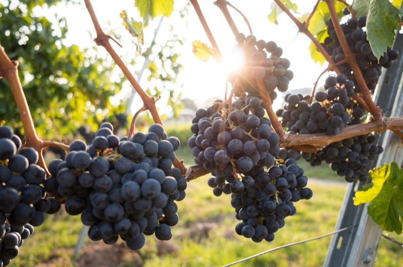 Grapes