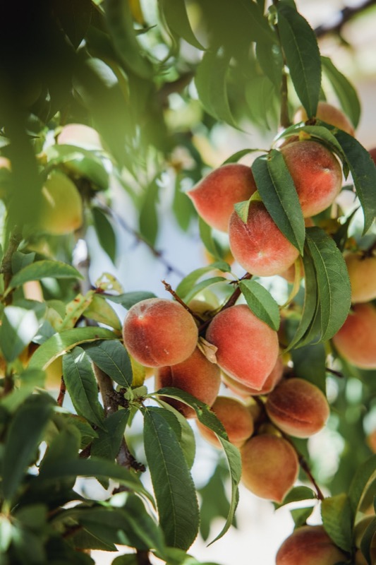 Plums